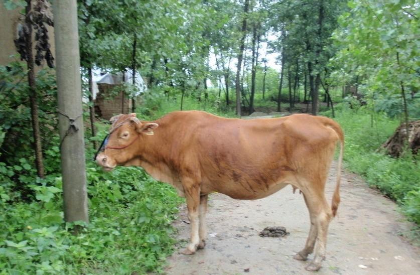 安吉最新求一个套医保卡的黄牛是真的吗方法分析(最方便真实的安吉求一个套医保卡的黄牛是真的吗还是假的方法)